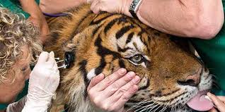 tigre acupuntura